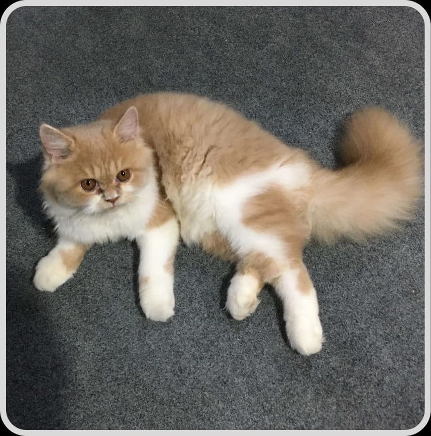 A cat, representing Nawab, Happiness Officer at Rankupper.